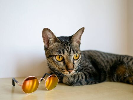 Mini sunglasses for small pet and strip tabby cat on wooden floor