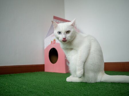 odd eye siamese white cat show tongue  at front of craft  paper pink pet house on green artificial...