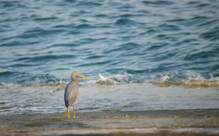 egret standing ny the seaの写真素材