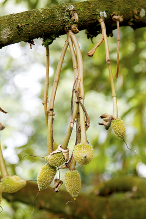 Baby durian