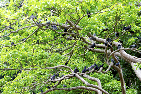 The group of pigeonの写真素材