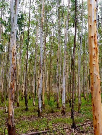 Eucalyptus gardenの写真素材