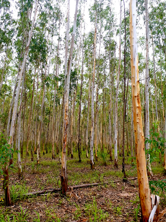 Paper treeの写真素材