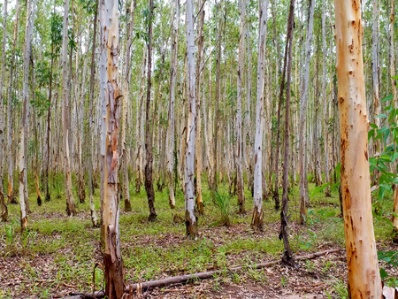 Eucalyptus treeの写真素材