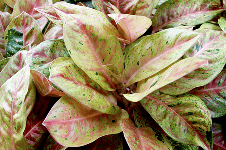 Colour of leafの写真素材