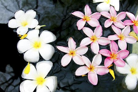 The beautiful flower float on the waterの写真素材