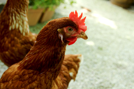 Close up head of the chicken.
