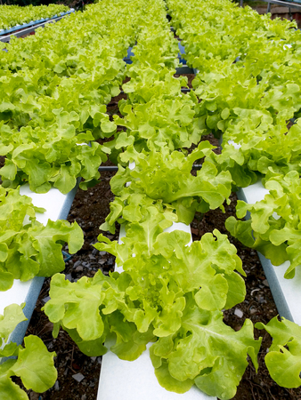 The organic vegetable farmの写真素材