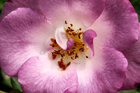 Close up blossom rose.の写真素材