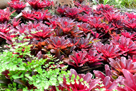 Red leaf of bromeliad tree bloom in the garden tree.の写真素材