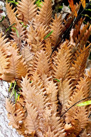 Dry leaf of fern in the forest.の写真素材
