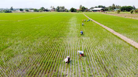 The farmer under work in wilder rice field at countryside.の写真素材