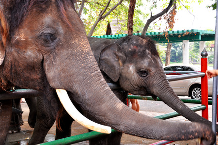 Elephantの写真素材