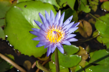 Lotus pondの写真素材