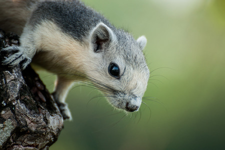 Grey Squirrelの写真素材