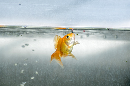 Goldfish