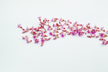 beautiful pink flowers isolatedの写真素材