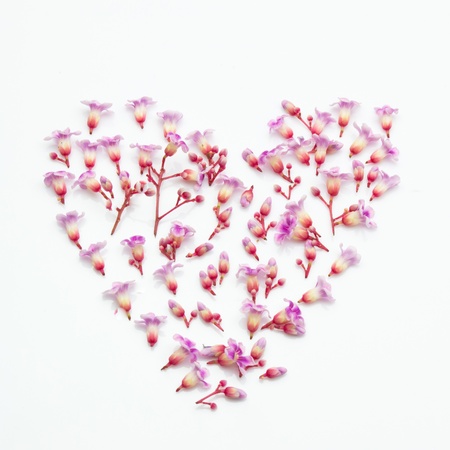 beautiful pink flowers isolatedの写真素材