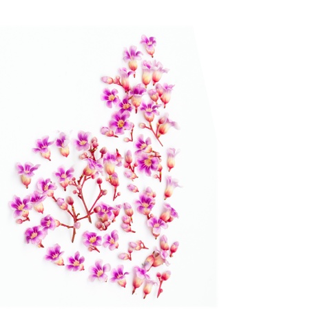 beautiful pink flowers isolatedの写真素材