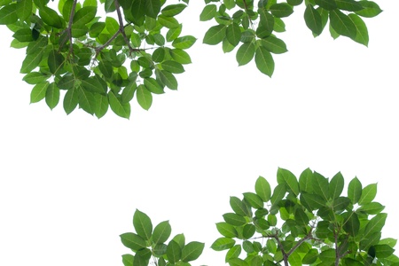 green leaf frame isolated の写真素材