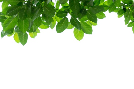 green leaf frame isolated の写真素材