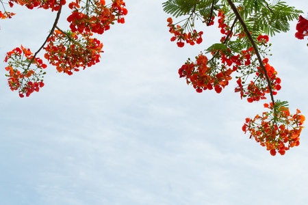 beautiful red flowersの写真素材