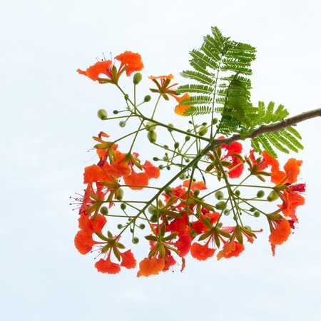 beautiful red flowersの写真素材
