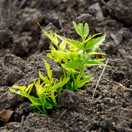 growth plants in soilの写真素材