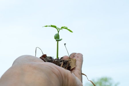 growth plants on hand with clear skyの写真素材
