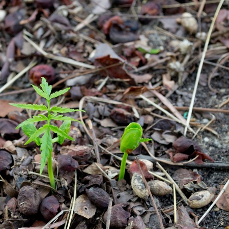 growth plants in soilの写真素材