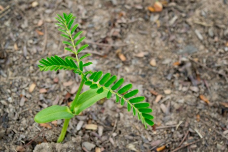 growth plants in soilの写真素材