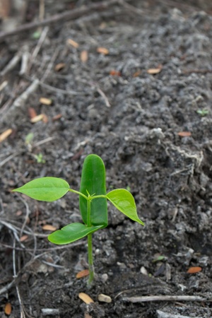 growth plants in soilの写真素材