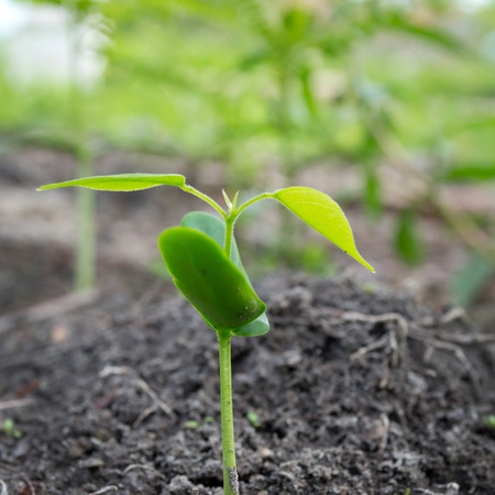 growth plants in soilの写真素材
