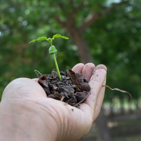 growth plant on handの写真素材