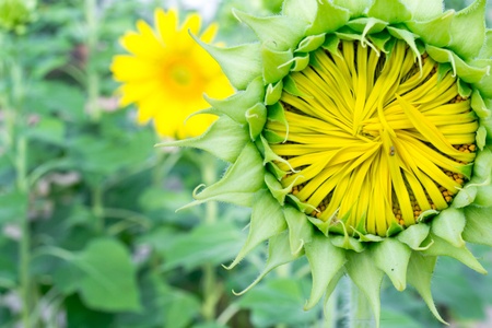 sunflower close upの写真素材