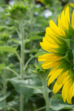sunflower close up from back sideの写真素材