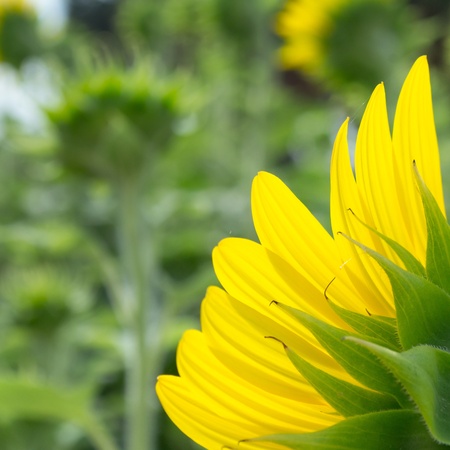 sunflower close up from back sideの写真素材