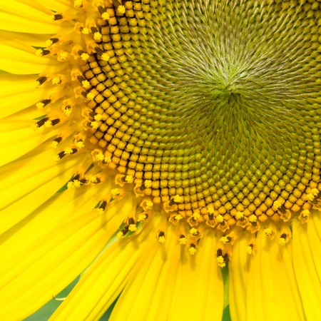 sunflower close upの写真素材