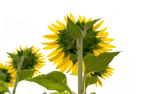 sunflowers isolatedの写真素材