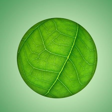 green leaf globe