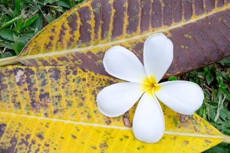 beautiful white flower backgroundの写真素材