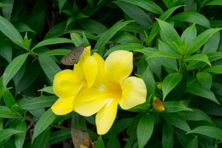 yellow flowers on green leaf backgroundの写真素材