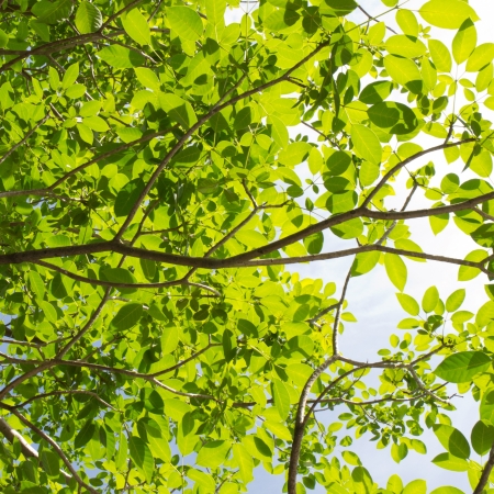 green leaf backgroundの写真素材