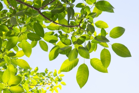 green leaf backgroundの写真素材