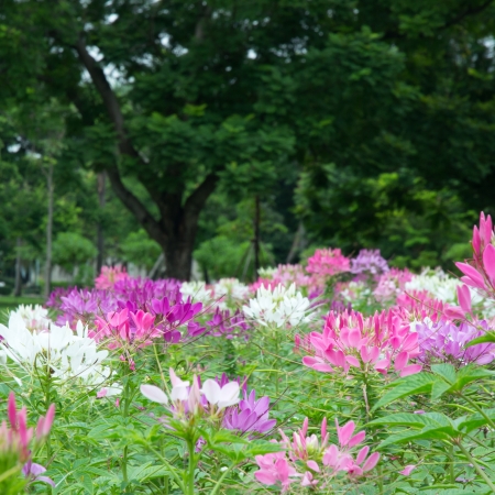 colorful Cleome Spinosaの写真素材