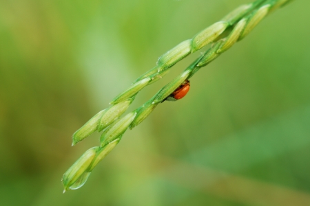 fresh rice and ladybug