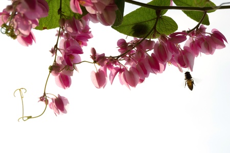 pink flowers and beeの写真素材