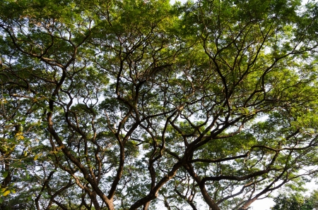 green trees with morning sunの写真素材