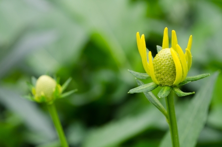 beautiful yellow flowersの写真素材
