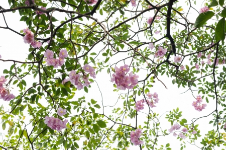 pink blossom and tree branch